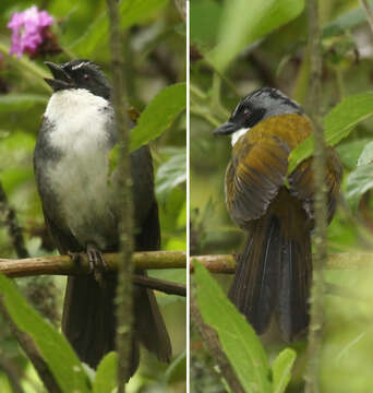 Image of Grey-browed Brushfinch