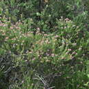 Plancia ëd Erica psittacina E. G. H. Oliv. & I. M. Oliv.