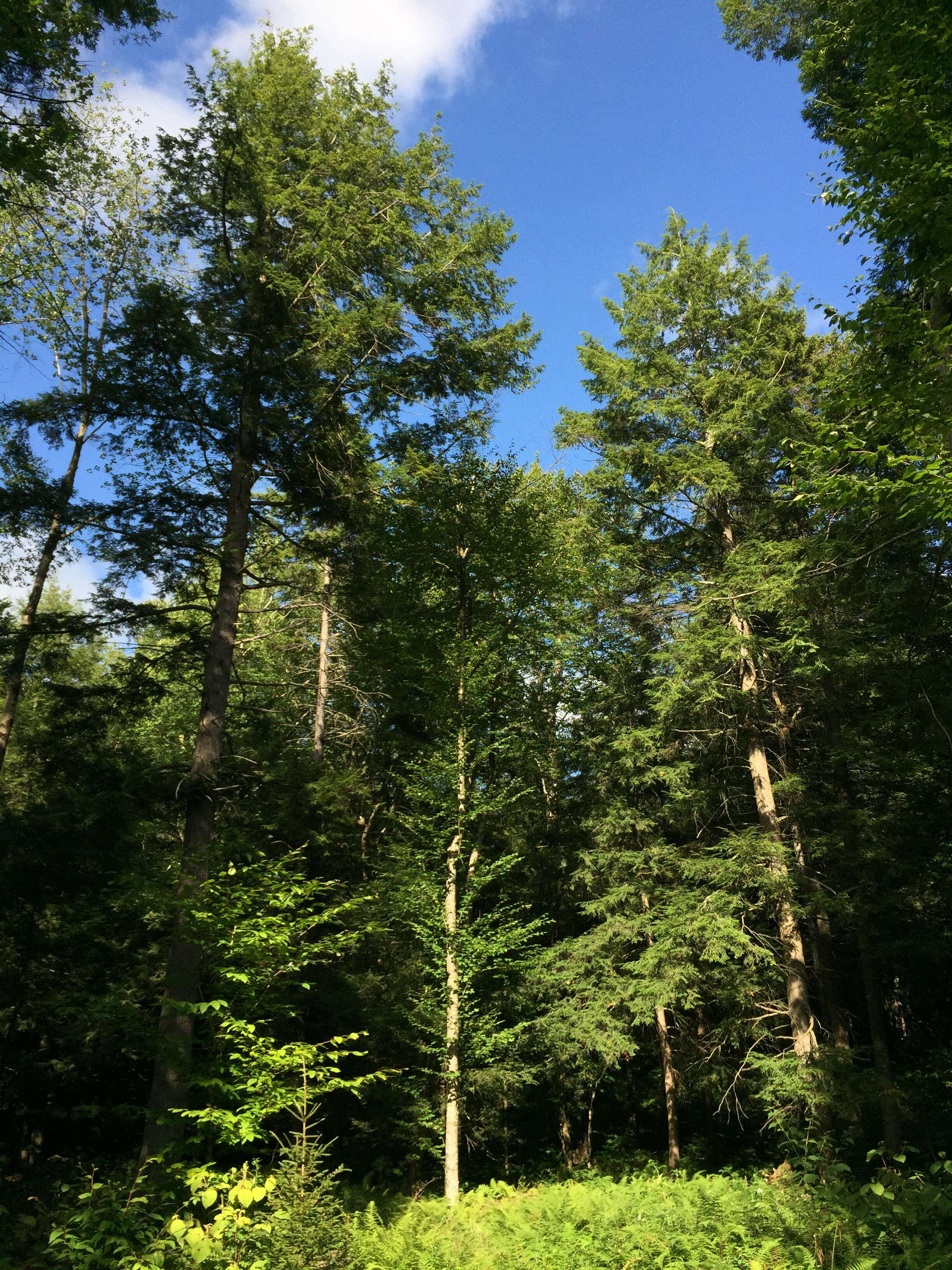 Image of eastern hemlock