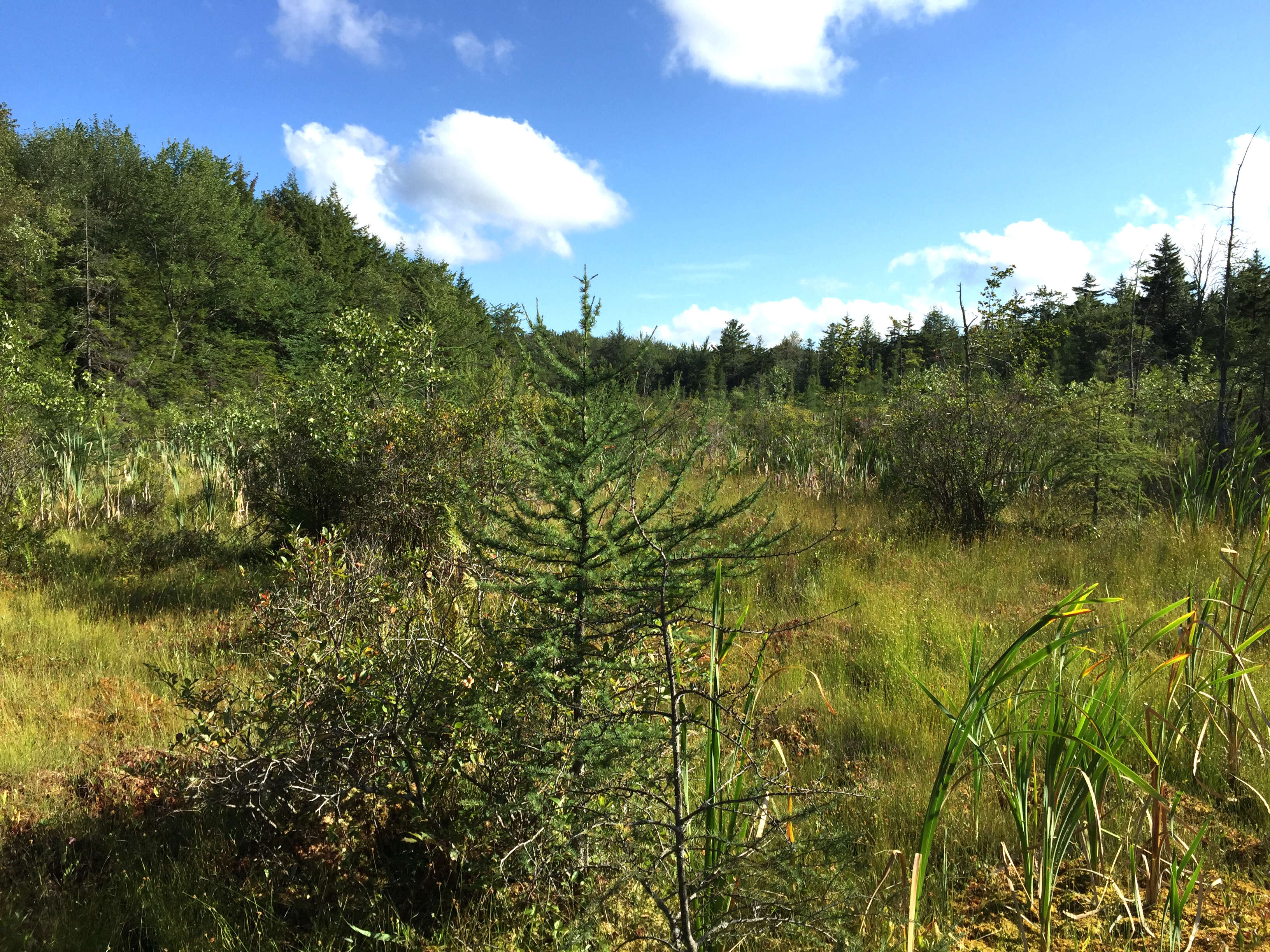 Image of American Larch