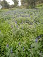 Image of blue lupine