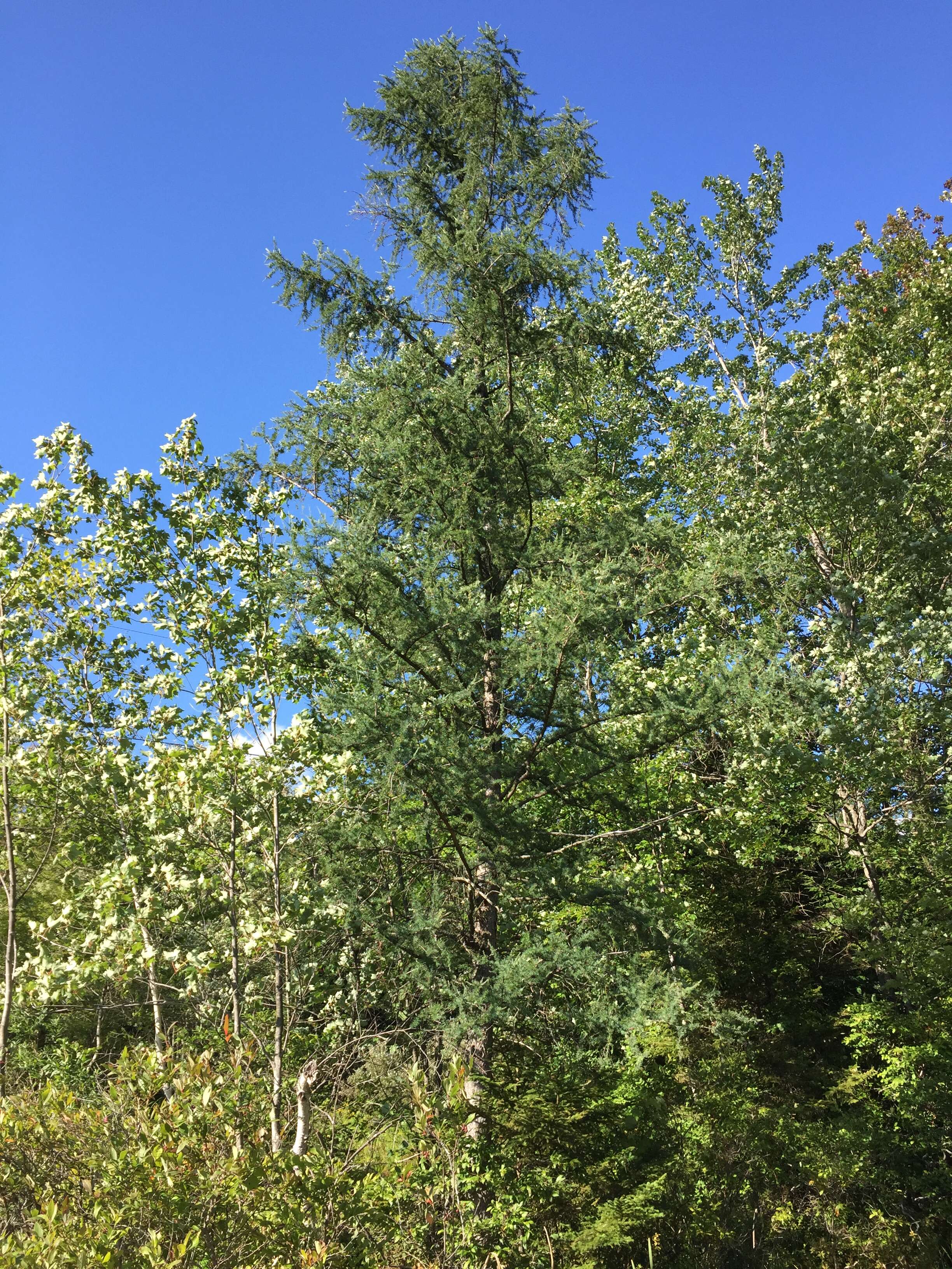 Image of American Larch