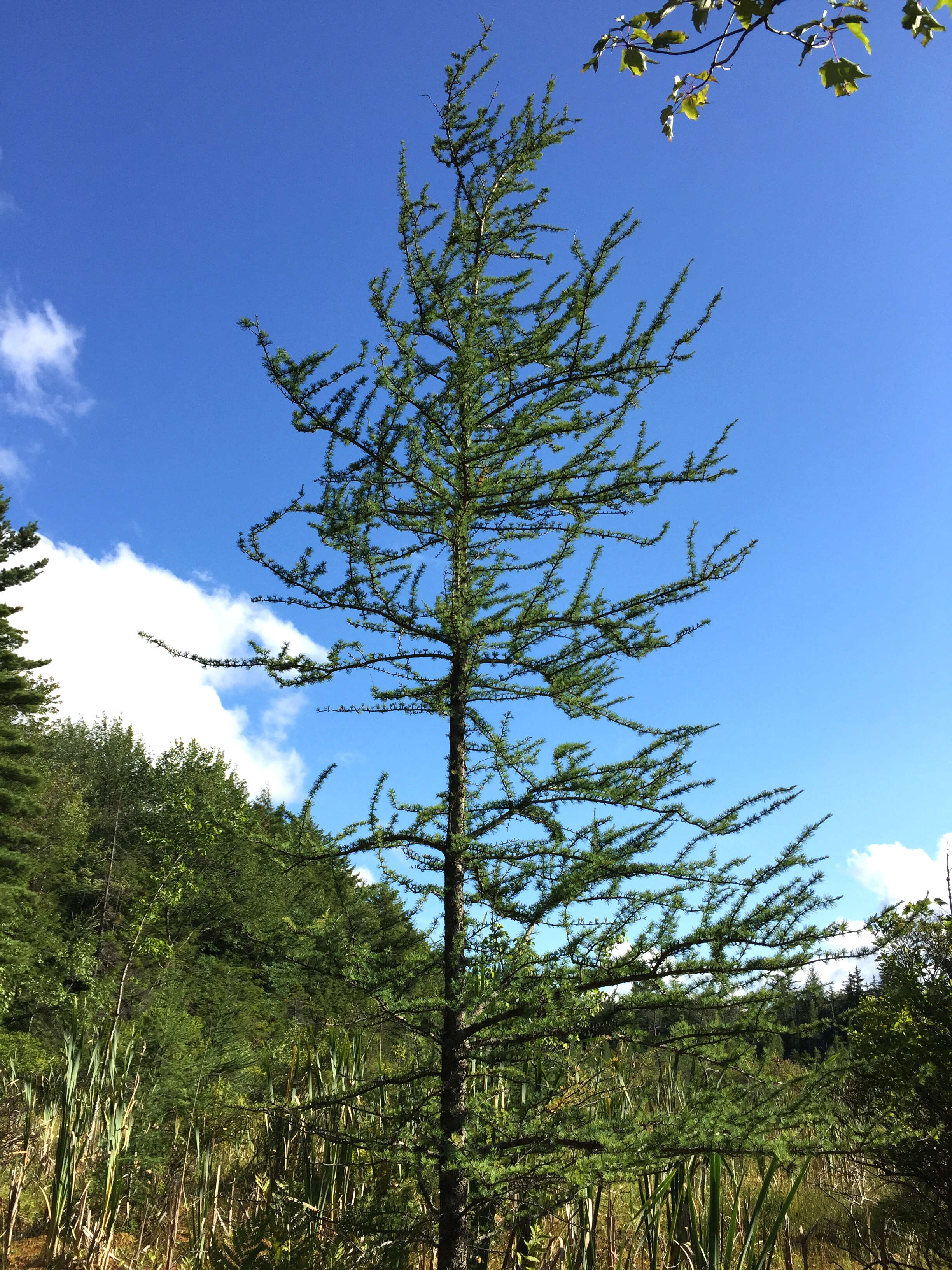 Image of American Larch