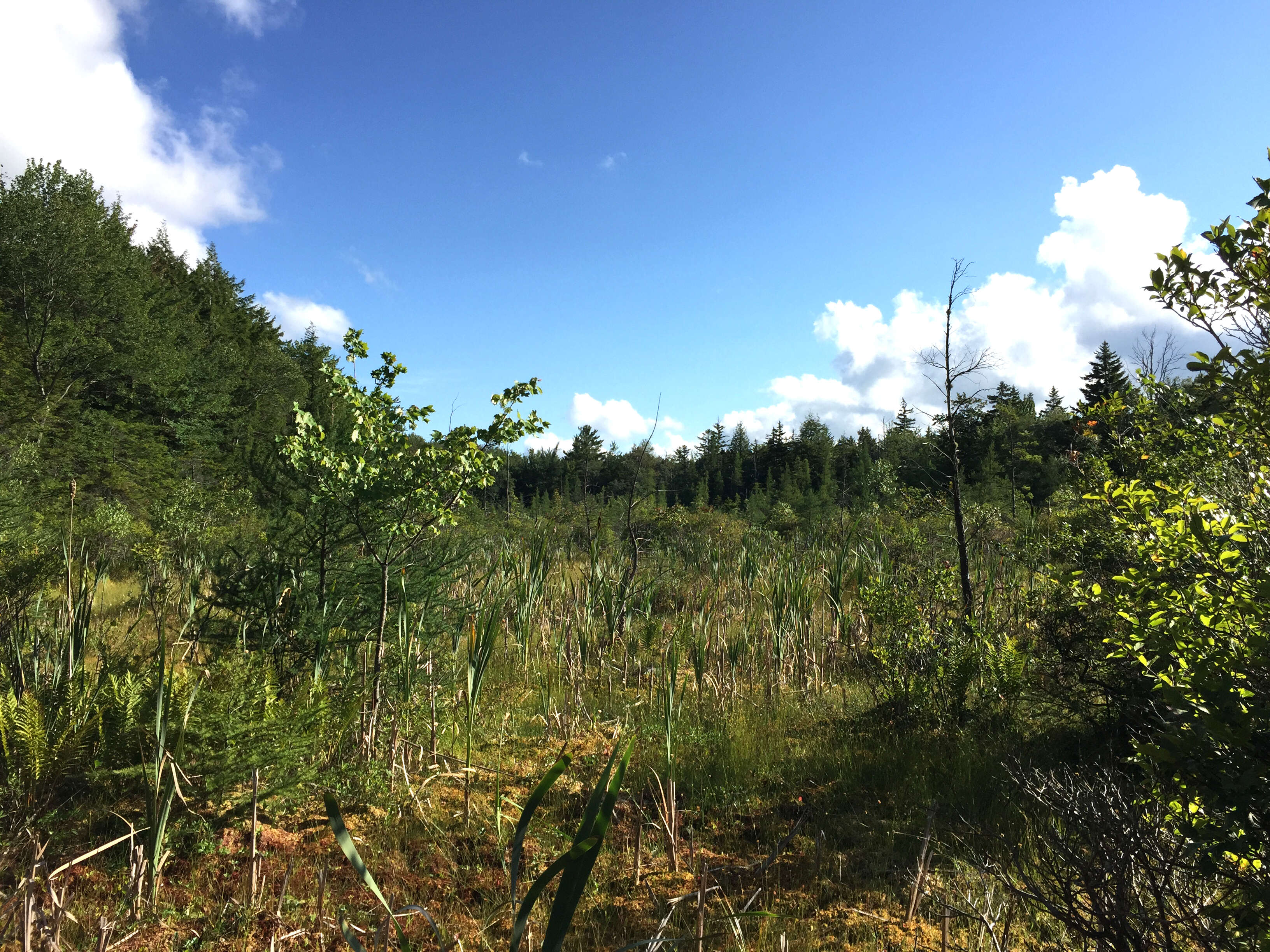 Image of American Larch