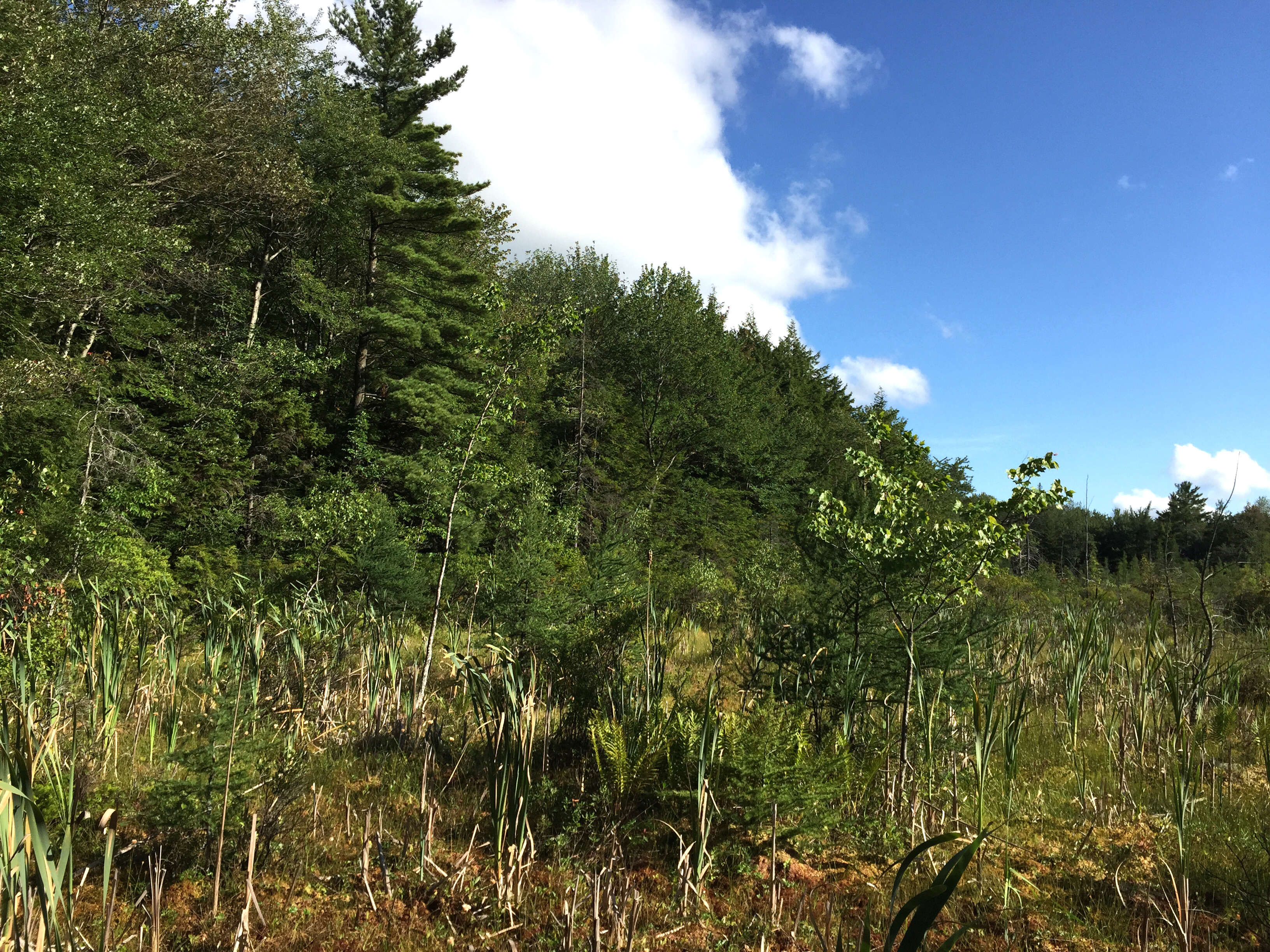 Image of American Larch