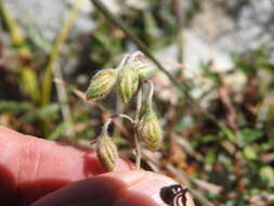 Sivun Helianthemum apenninum subsp. apenninum kuva