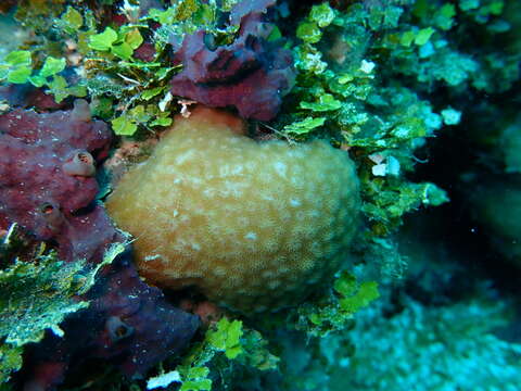 Image of Starflower coral