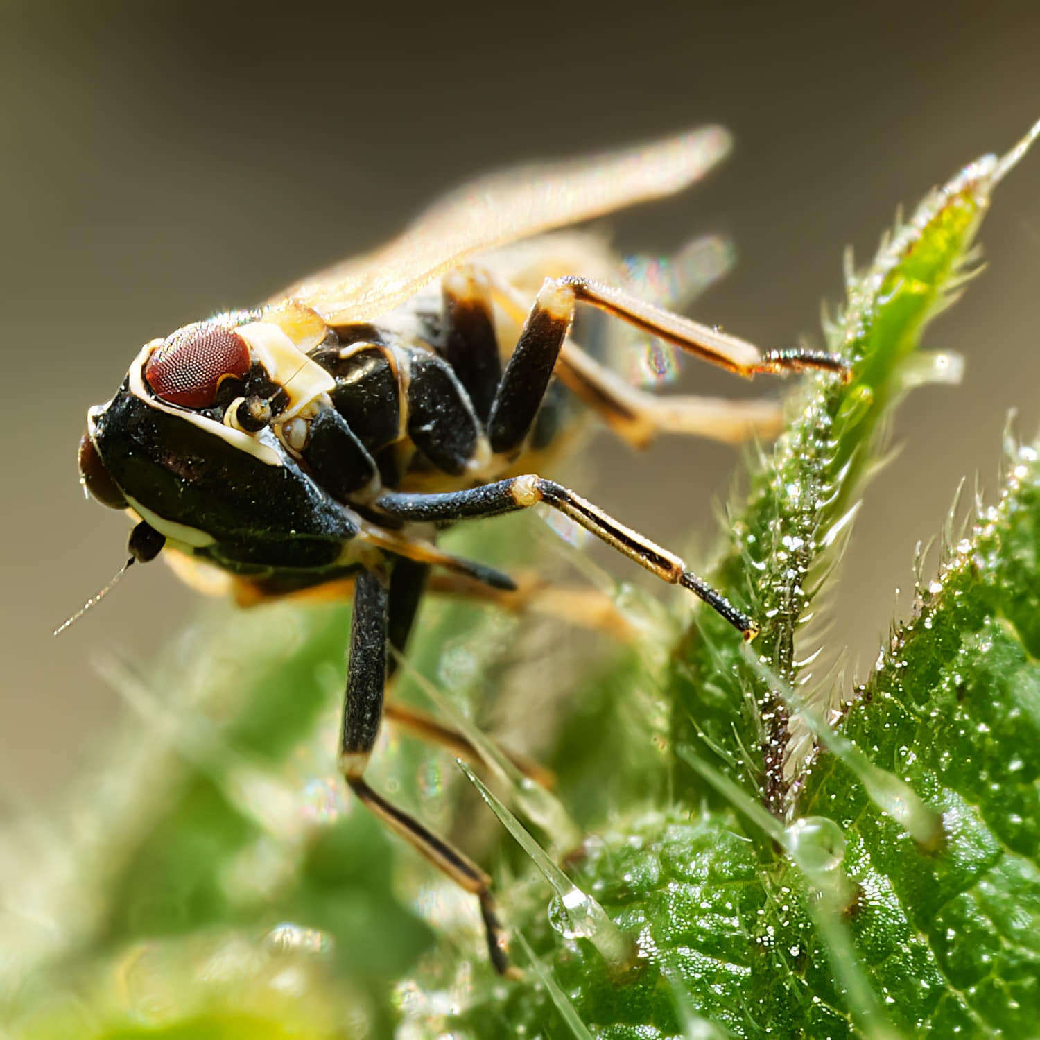 Image of Hyalesthes obsoletus Signoret 1865