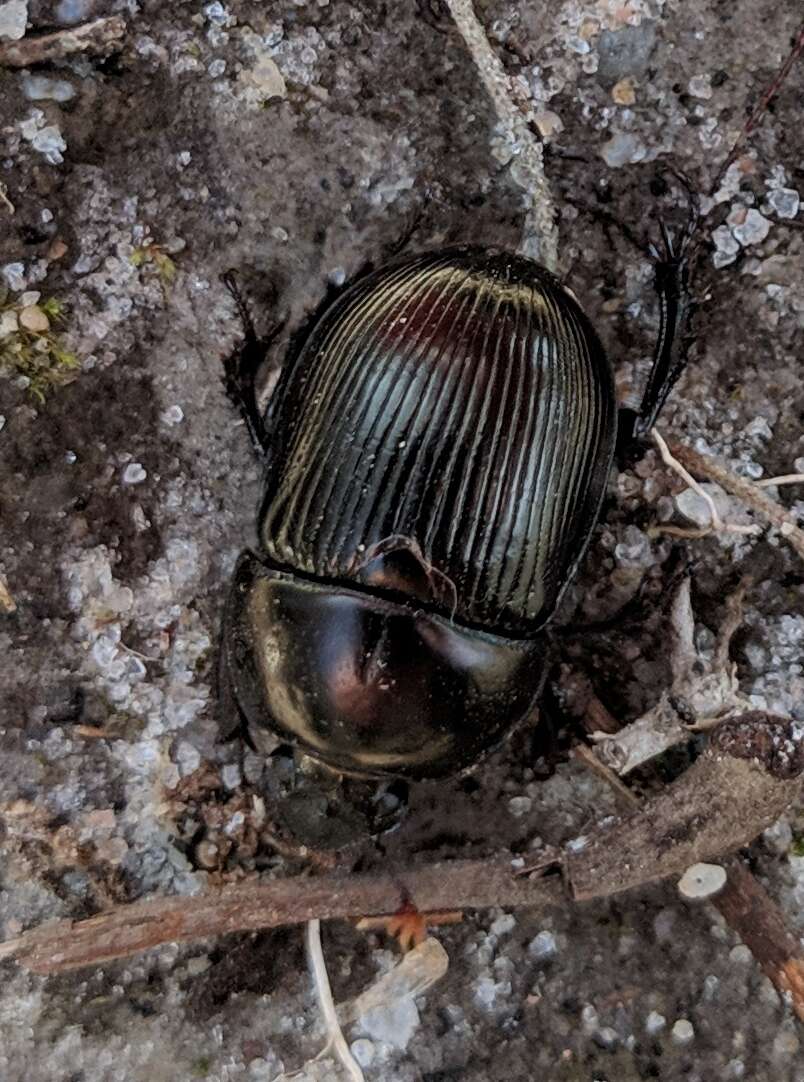 Image of Cnemotrupes semiopacus (Jekel 1865)