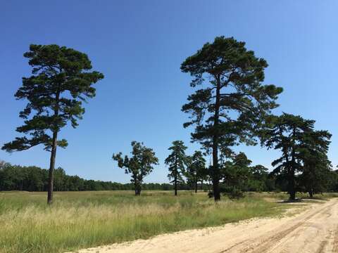 Image of pitch pine