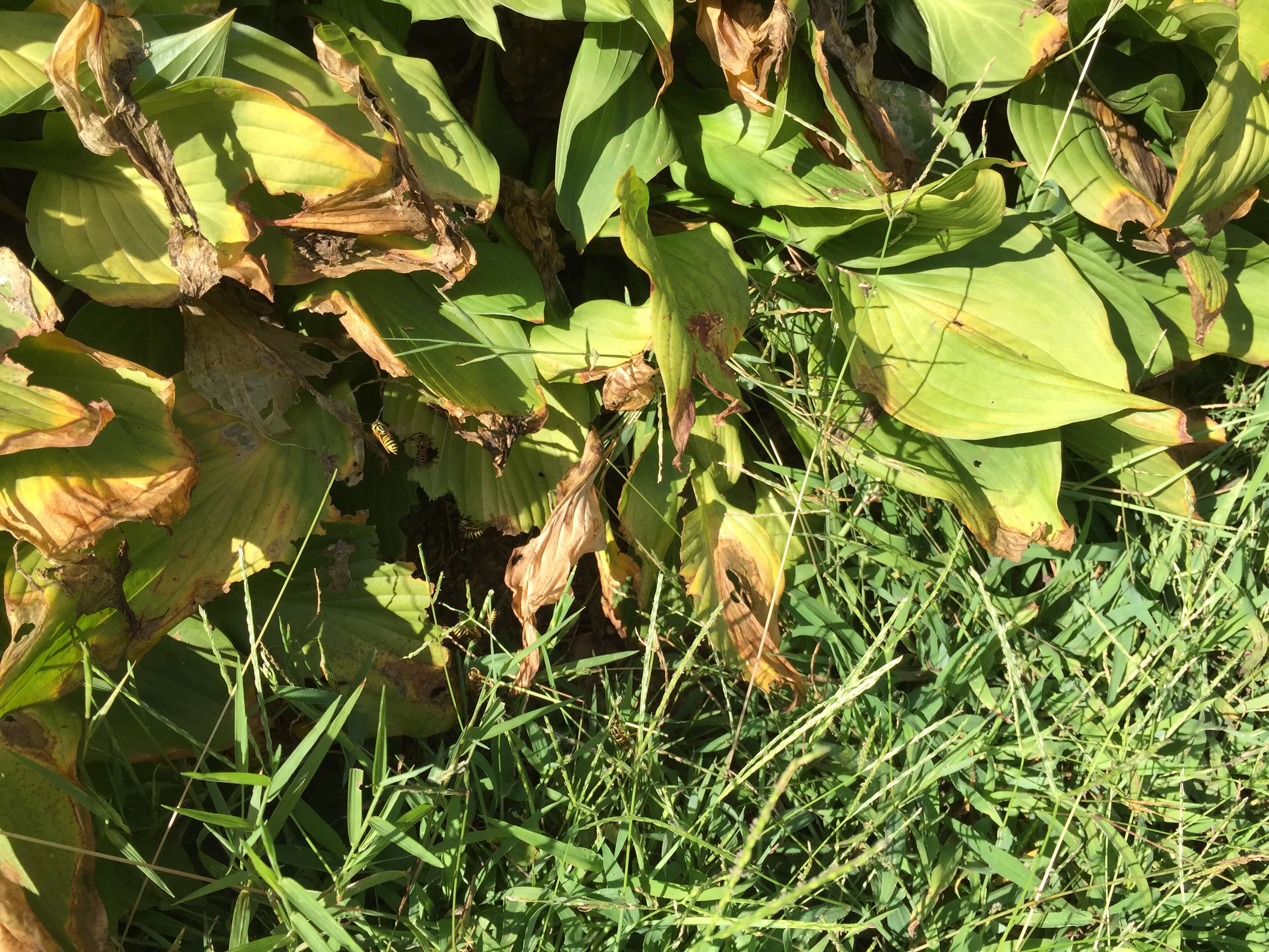 Image of Eastern Yellowjacket