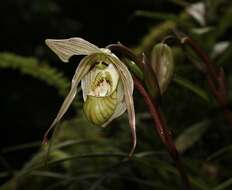 Слика од Phragmipedium pearcei (Veitch ex J. Dix) Rauh & Senghas