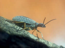 Image of Striped Blister Beetle