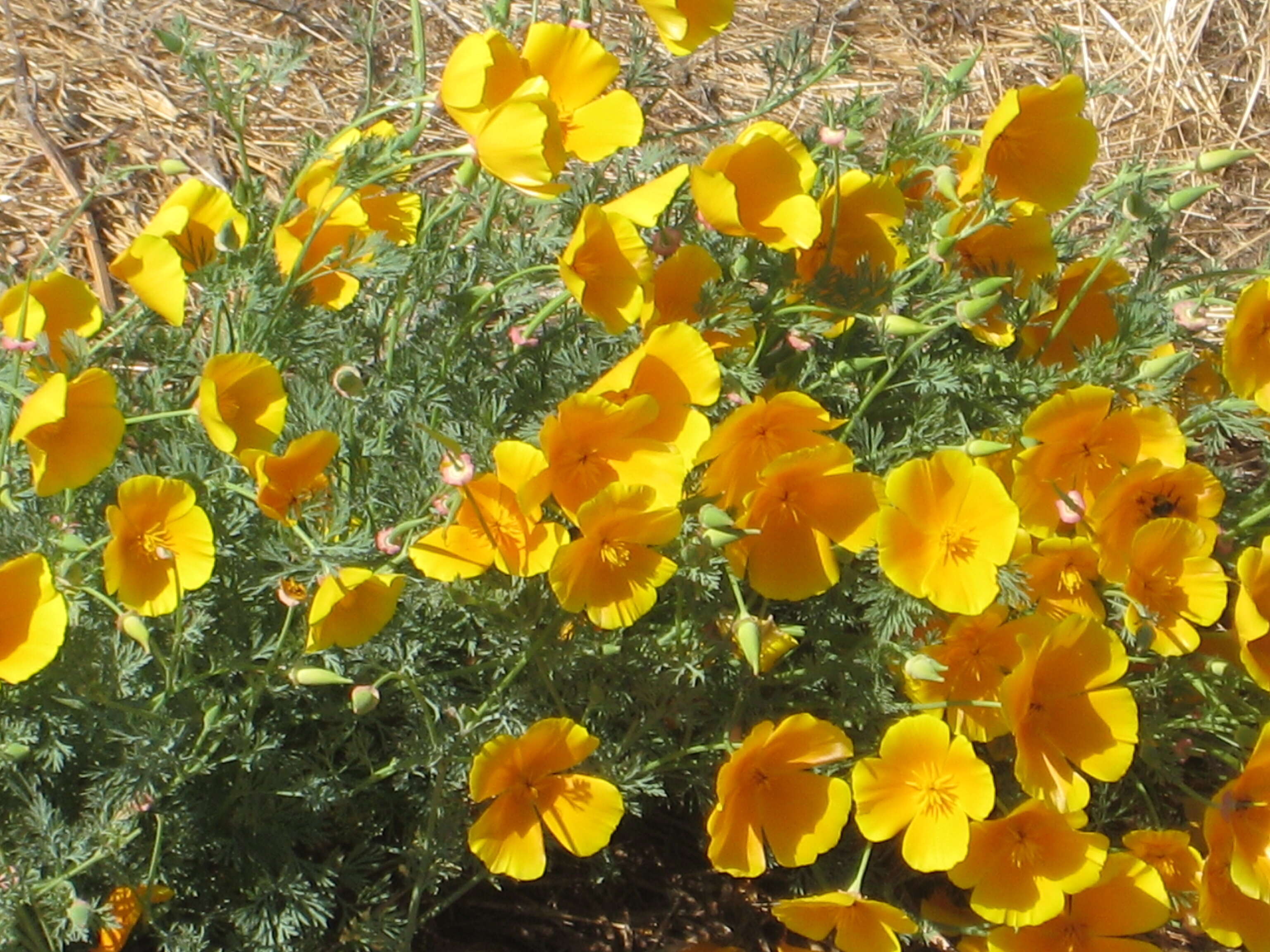 Image of California poppy