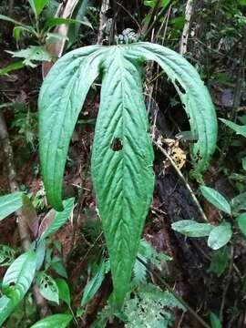 Image of Anthurium impolitum Croat