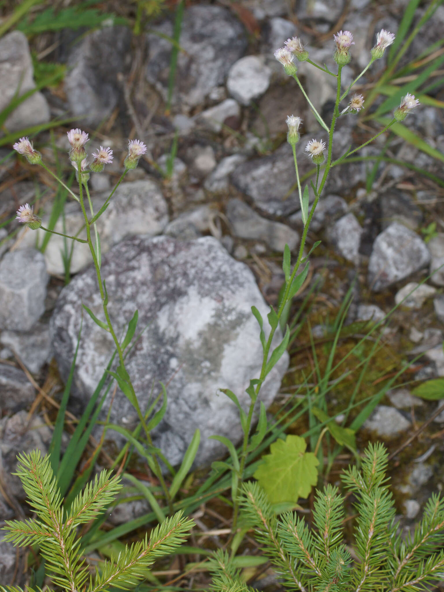 Plancia ëd Erigeron acris subsp. angulosus (Gaudin) Vacc.