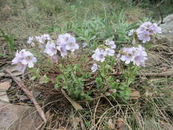 Image of Euphrasia lasianthera W. R. Barker