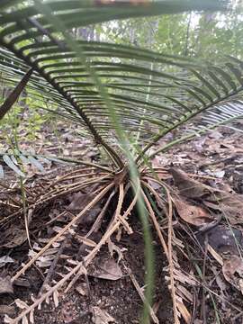 Image of Cycad