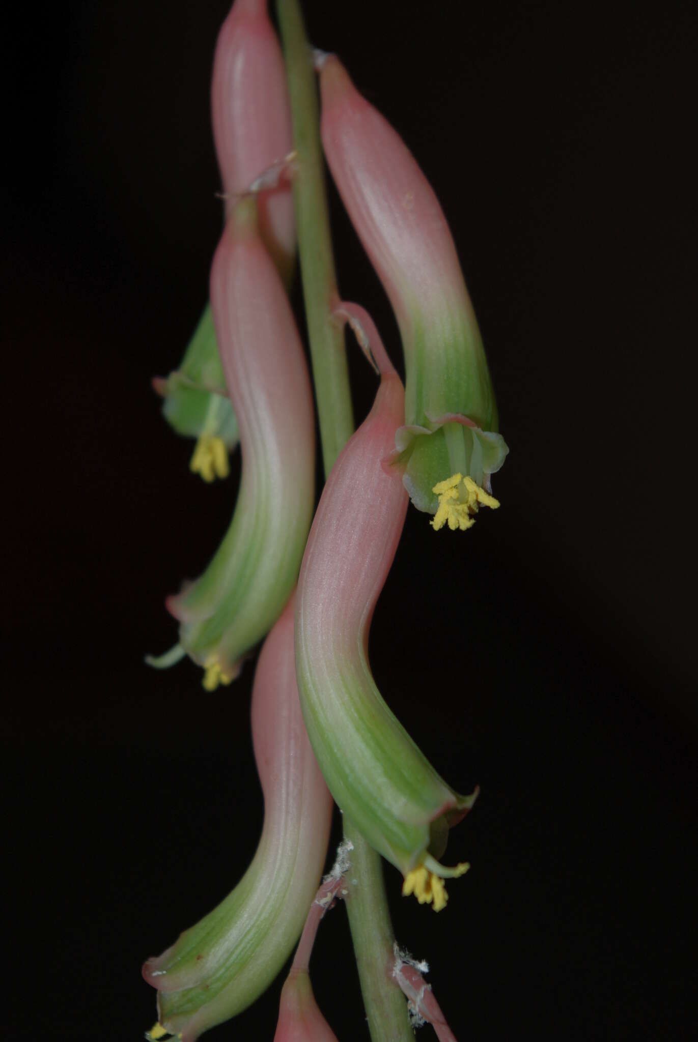 Image of Gasteria batesiana G. D. Rowley