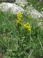 Imagem de Solidago virgaurea subsp. caucasica (Kem.-Nath.) Greuter