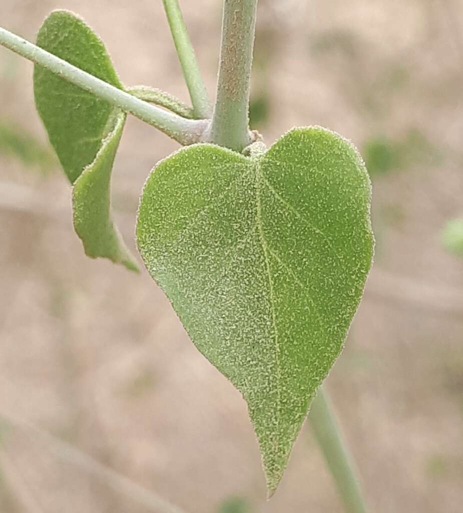 Image of Commicarpus scandens (L.) Standl.