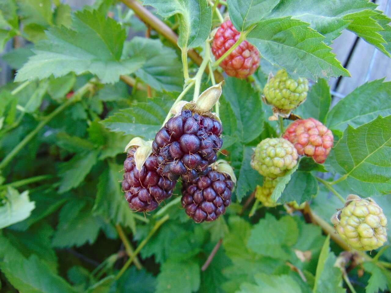 Sivun Rubus loganobaccus L. H. Bailey kuva