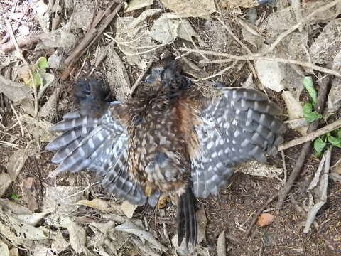 Image of Morepork