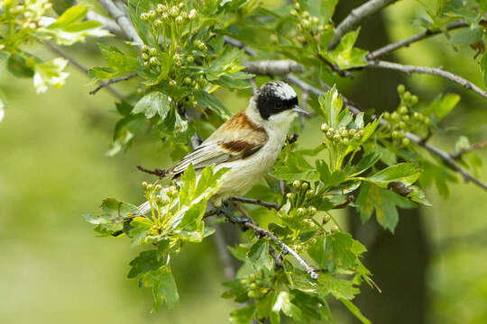 Image of White-Crowned Penduline Tit