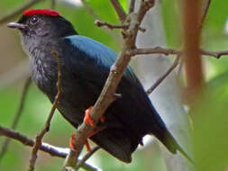 Chiroxiphia lanceolata (Wagler 1830) resmi