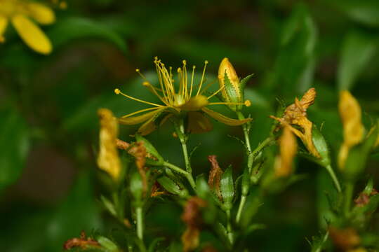 Image of Hypericum glandulosum Dryand. ex Ait.