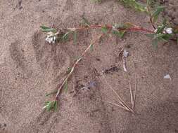 Image of beach knotweed