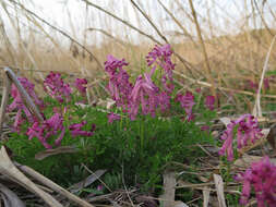 Image of Corydalis buschii Nakai