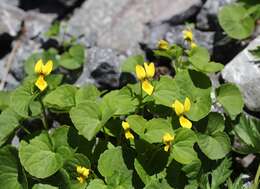 Image of arctic yellow violet