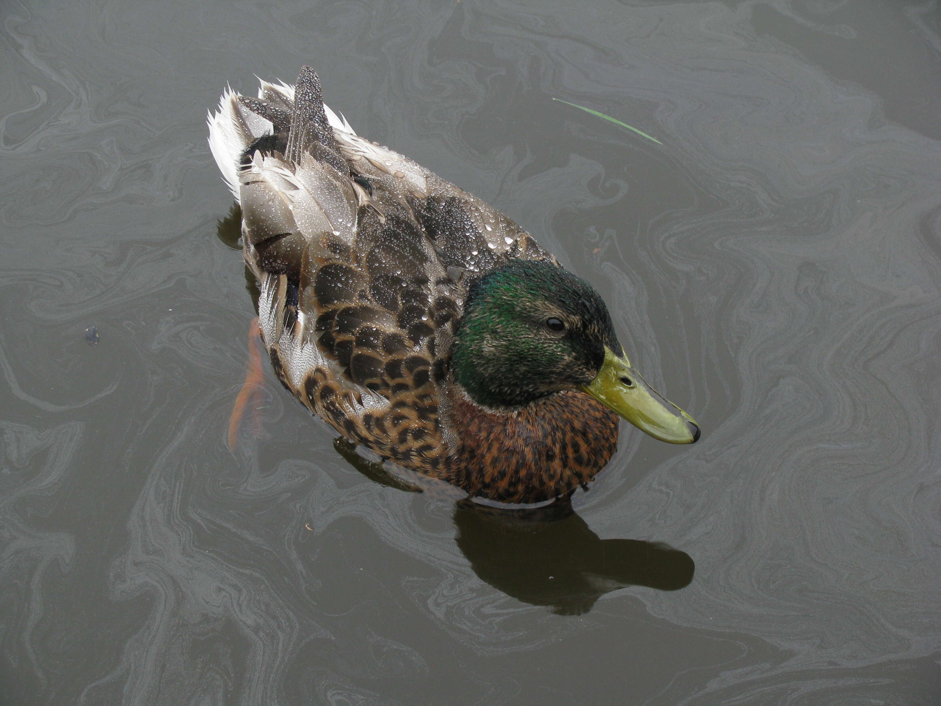 Image of Common Mallard