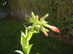 Image of cultivated tobacco