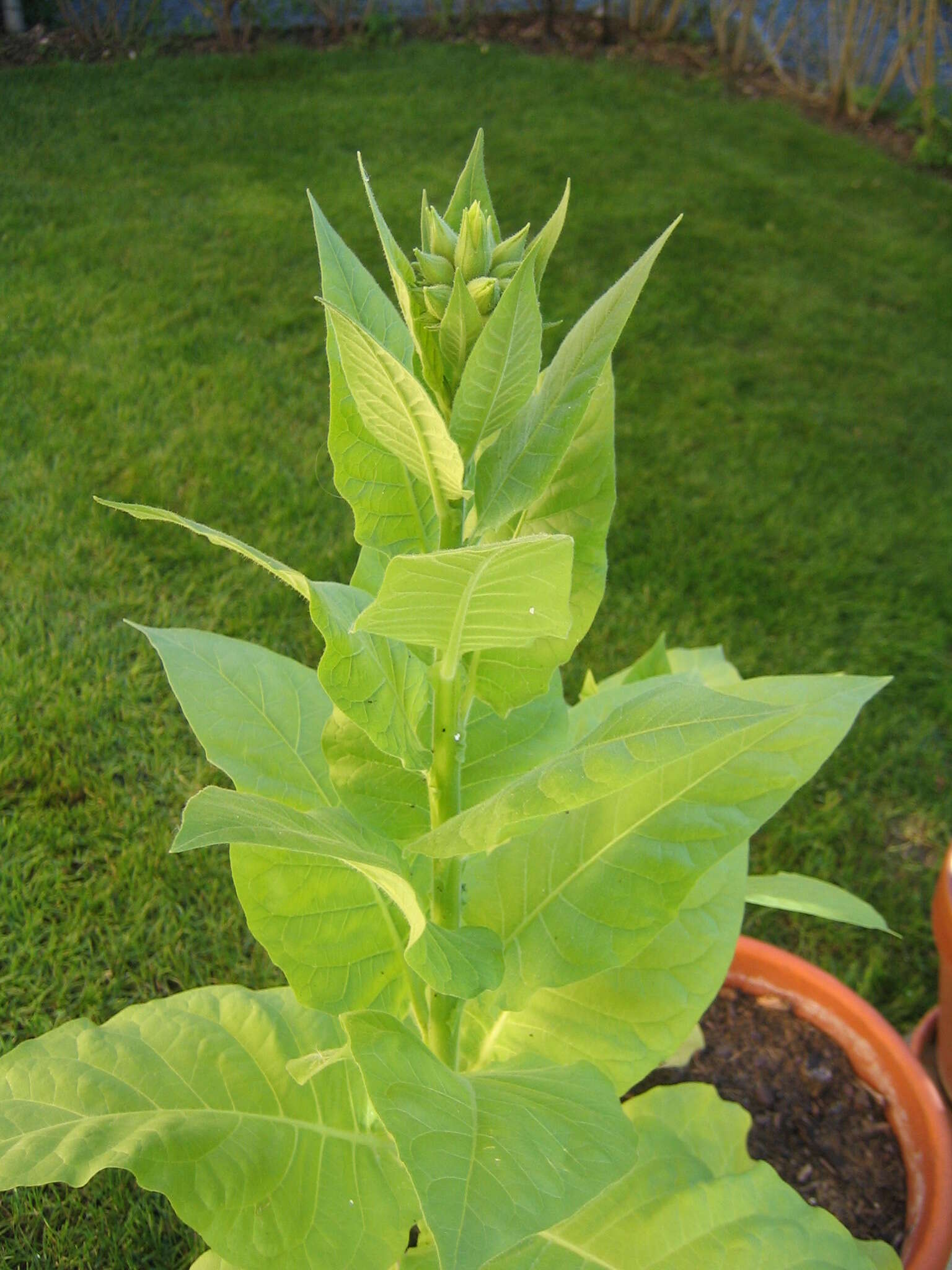 Image of cultivated tobacco