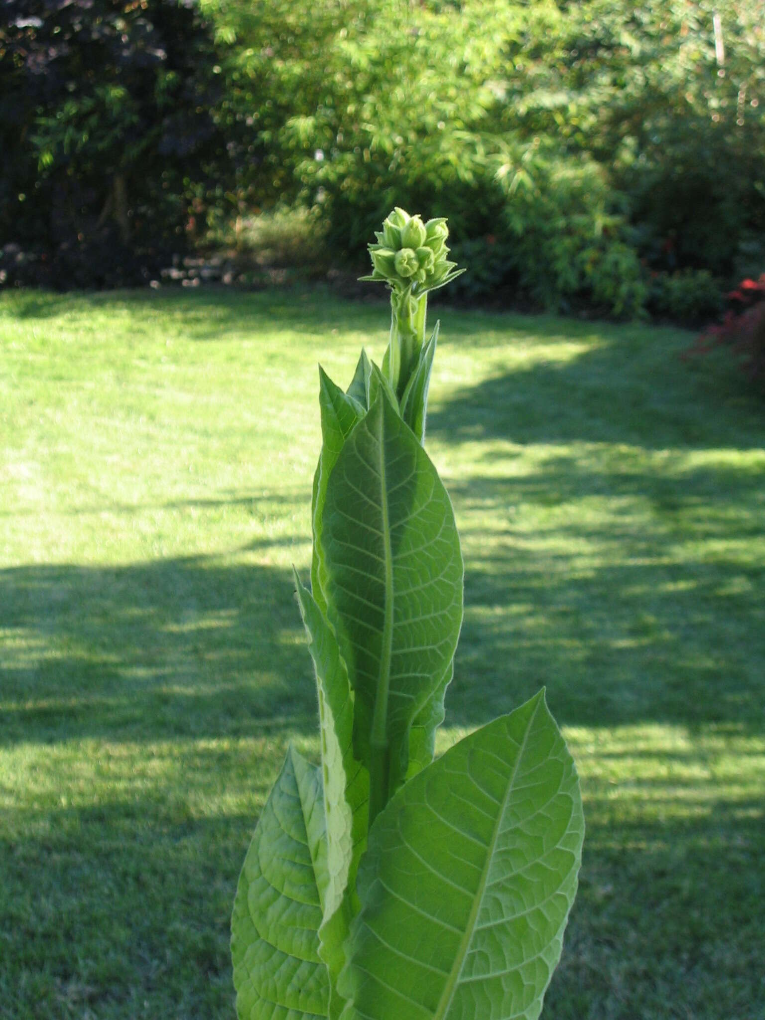 Image of cultivated tobacco