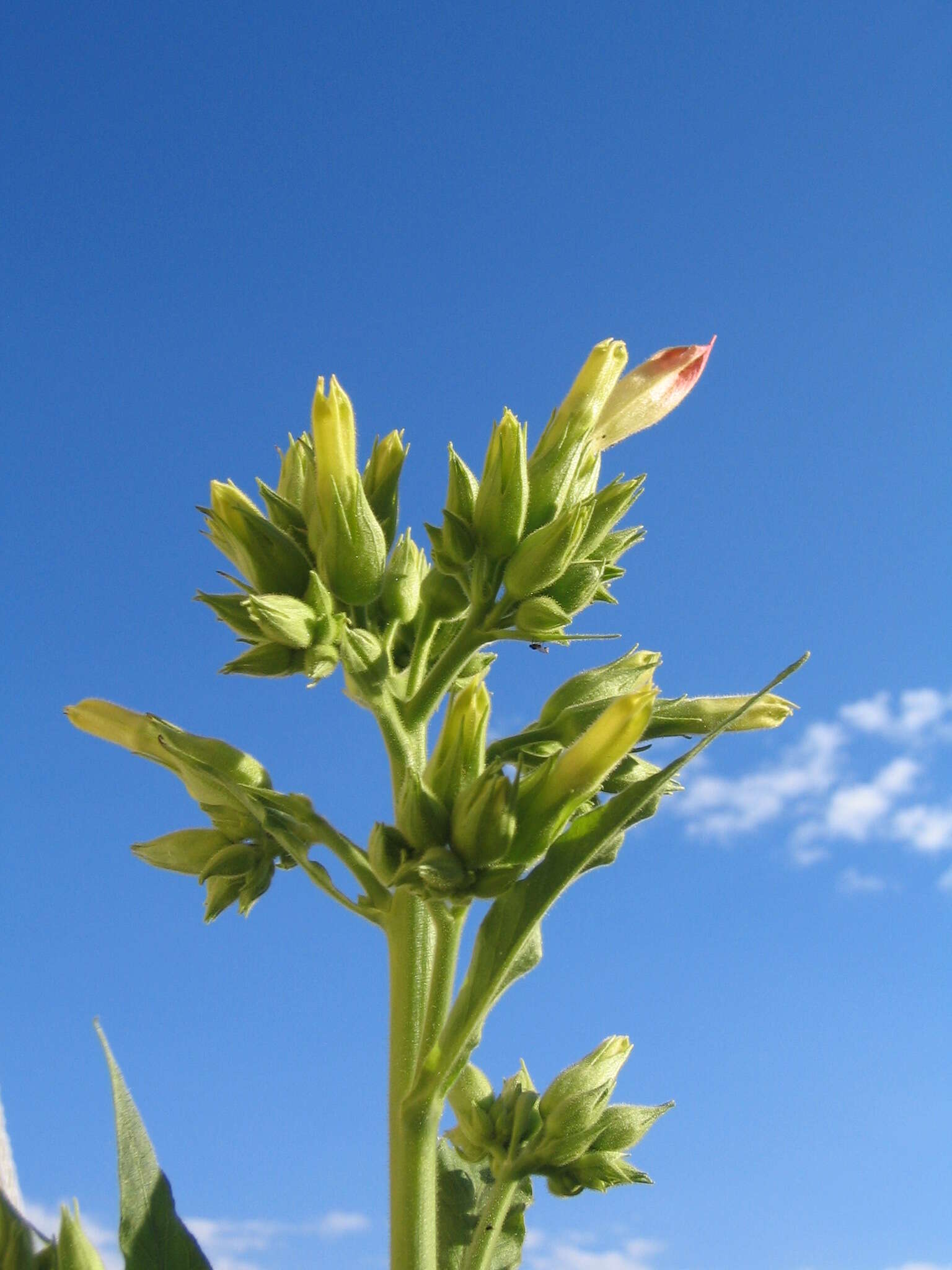 Image of cultivated tobacco