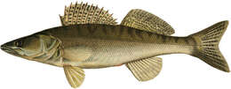 Image of pikeperch, zander