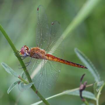 Image of Rainpool Gliders