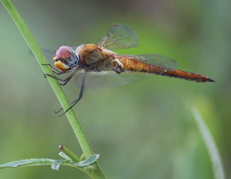 Image of Rainpool Gliders