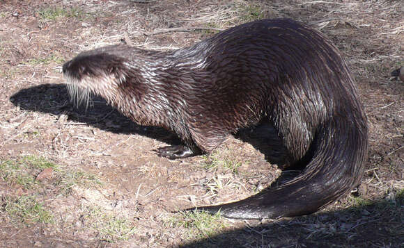 Image of Otter sp.