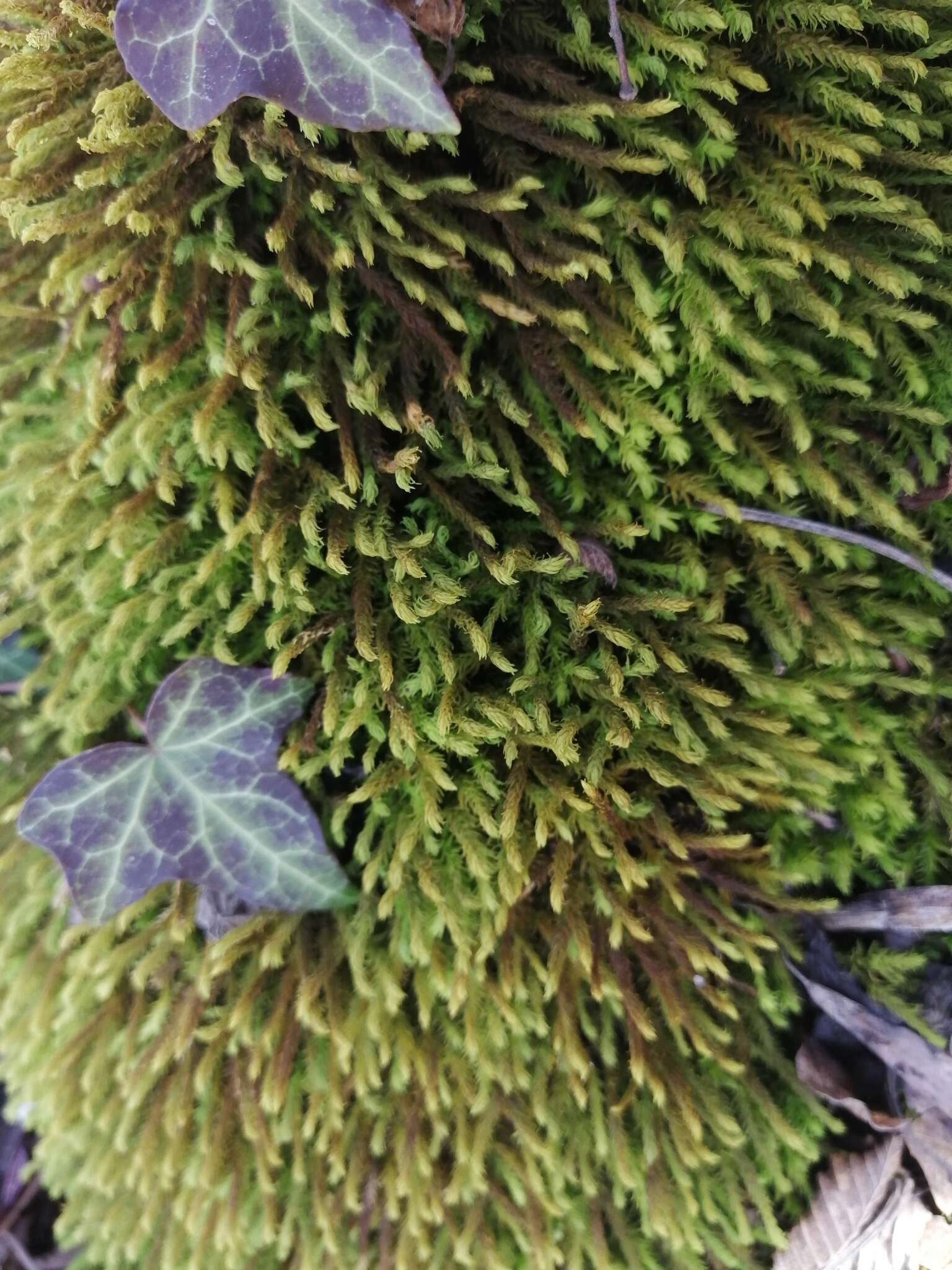 Image of rambling tail-moss