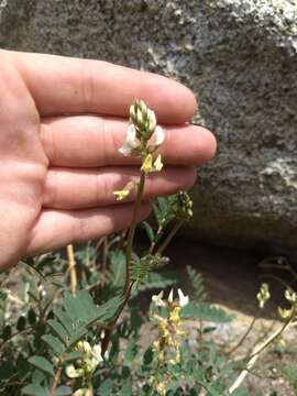 Astragalus douglasii var. parishii (A. Gray) M. E. Jones resmi