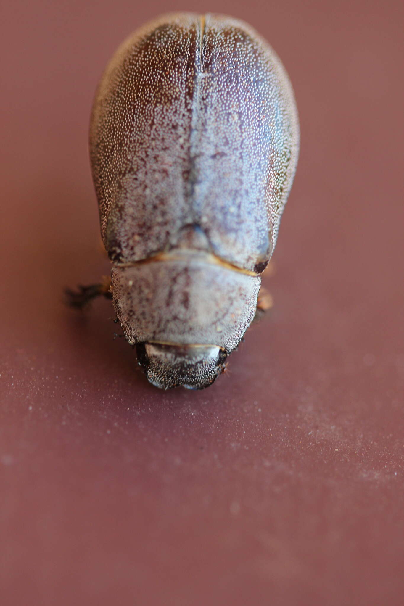 Image of Lepidiota squamulata Waterhouse 1875