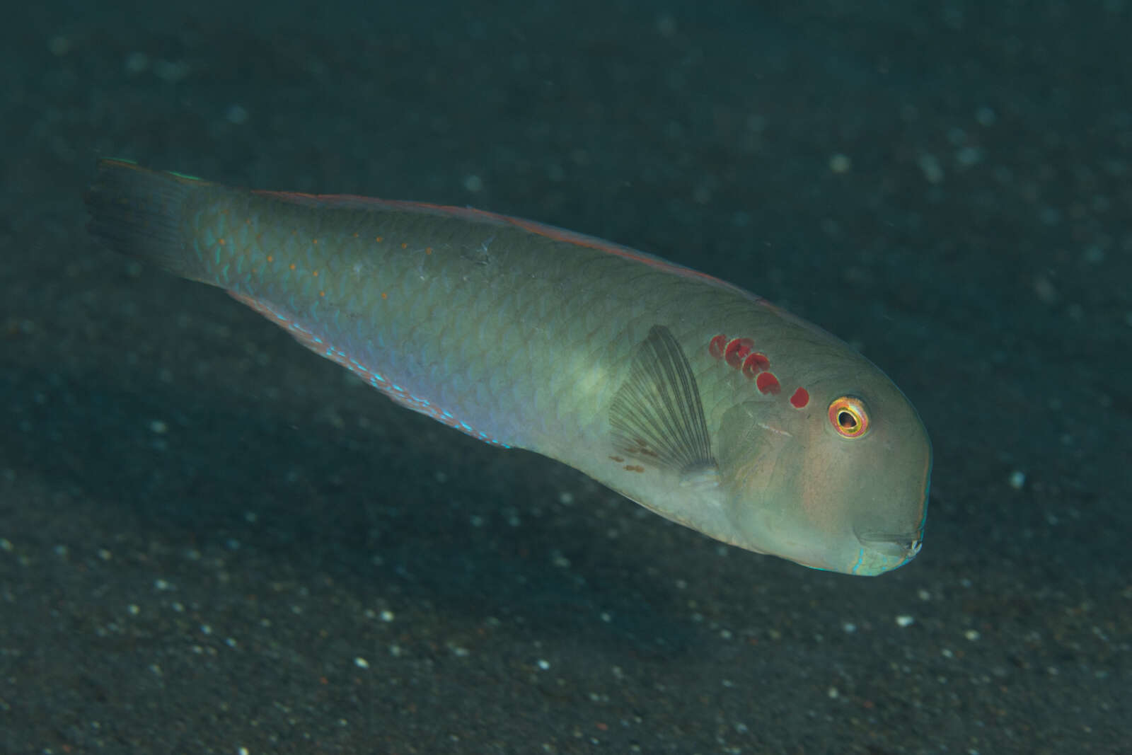 Image of Fivefinger razorfish