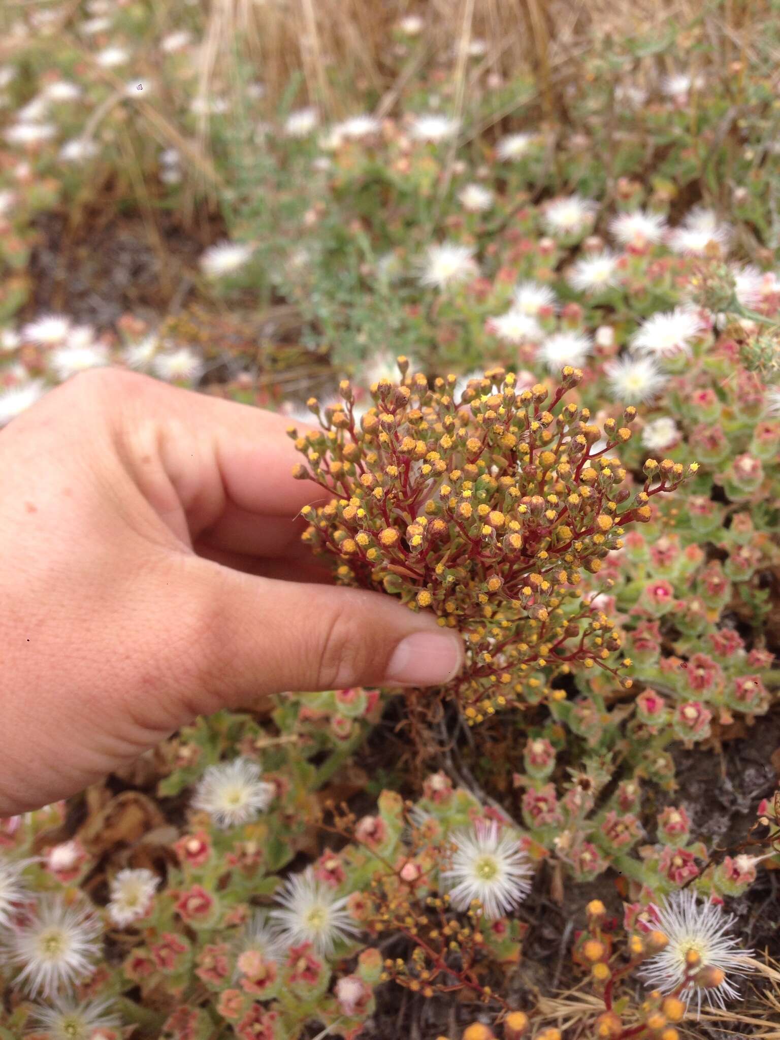 Слика од Amblyopappus