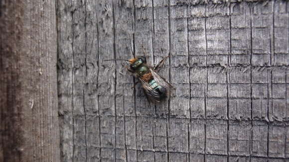 Image of <i>Osmia <i>lignaria</i></i> lignaria