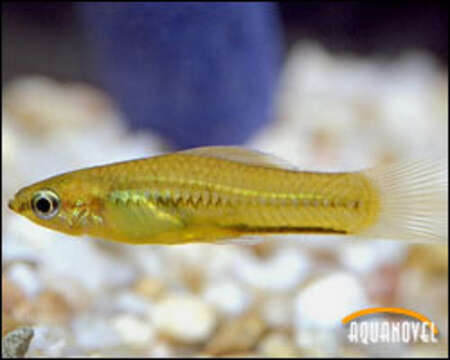 Image of Pygmy swordtail