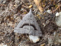 Image of Dichromodes euscia Meyrick 1890